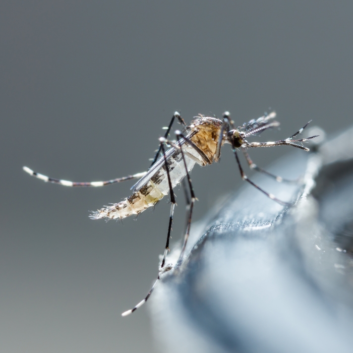 Evitemos contagiarnos con dengue